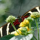 Gelbstreifiger Passionsfalter (Heliconius hewitsoni)