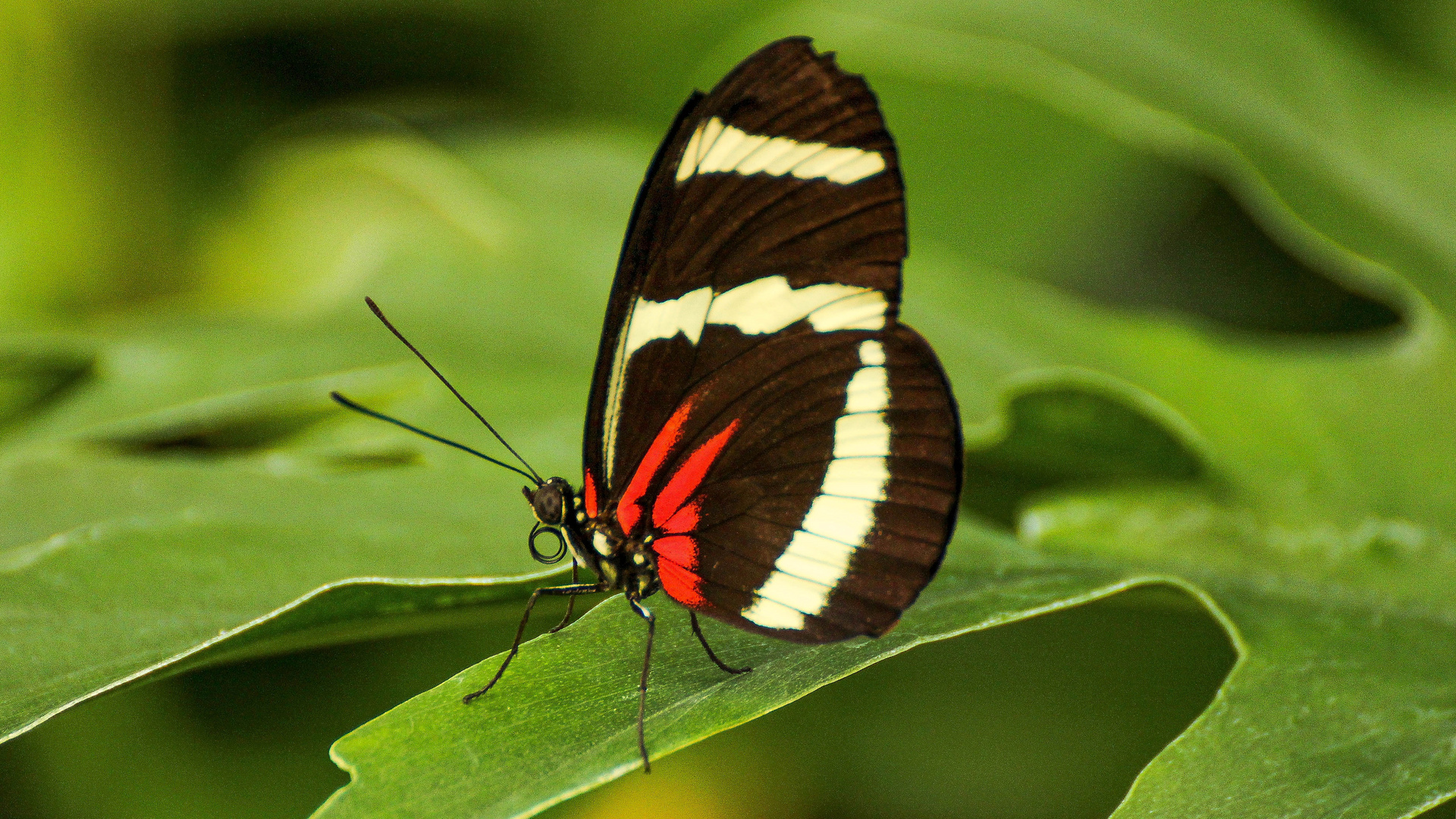 Gelbstreifiger Passionsfalter (Heliconius hewitsoni)