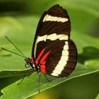 Gelbstreifiger Passionsfalter (Heliconius hewitsoni)