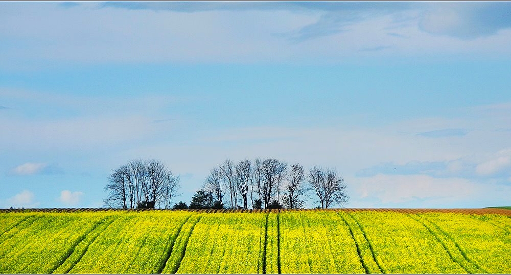 Gelbsucht, die Dritte