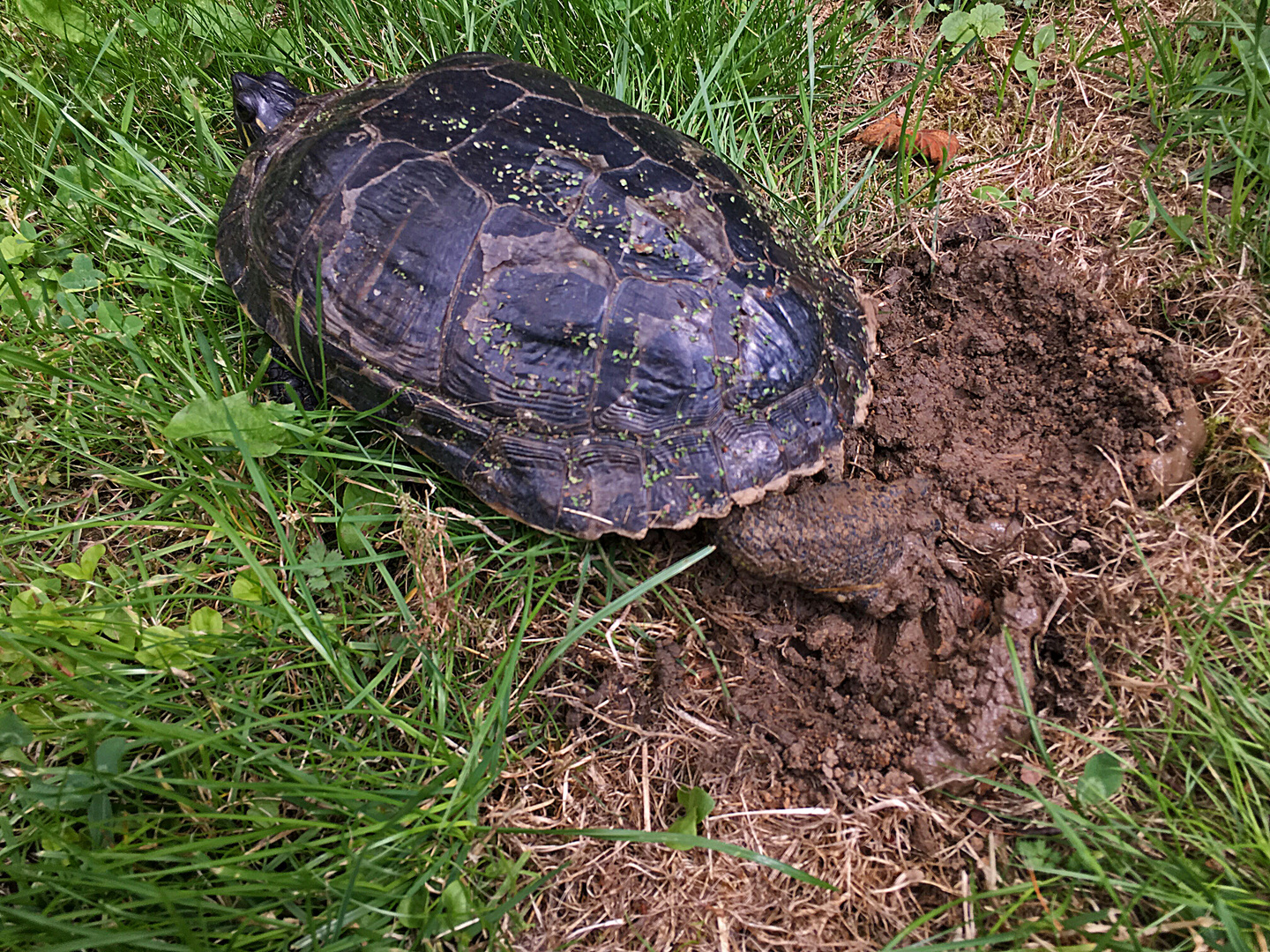Gelbwangen-Schildkröte 1