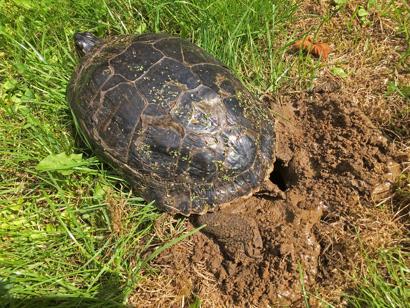 Gelbwangen-Schildkröte 4