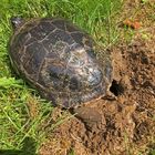 Gelbwangen-Schildkröte 4