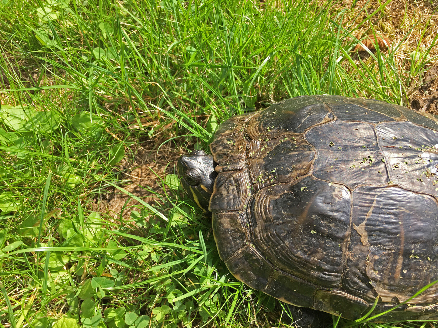 Gelbwangen-Schildkröte 5