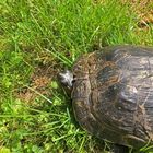 Gelbwangen-Schildkröte 5