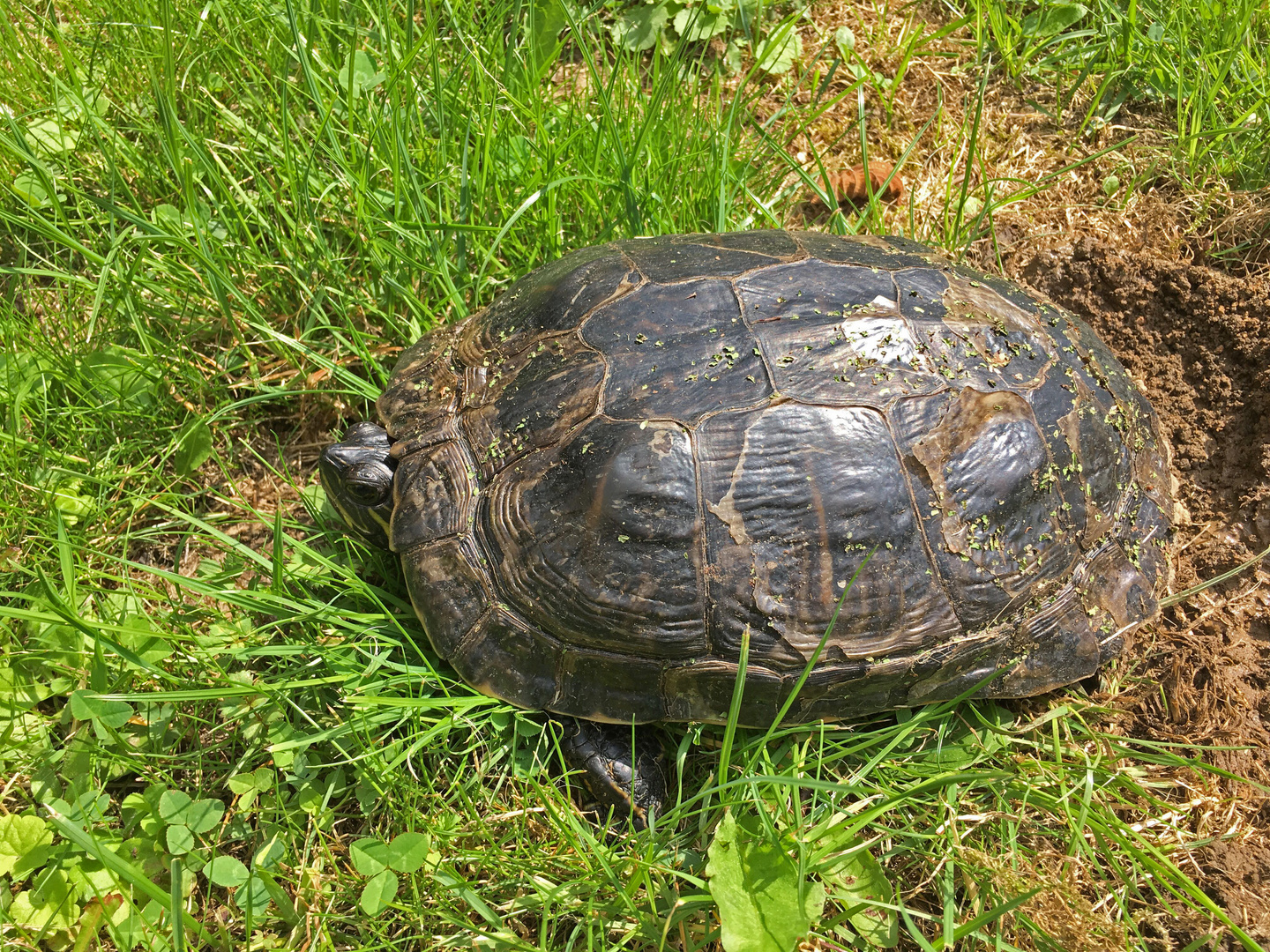 Gelbwangen-Schildkröte 6