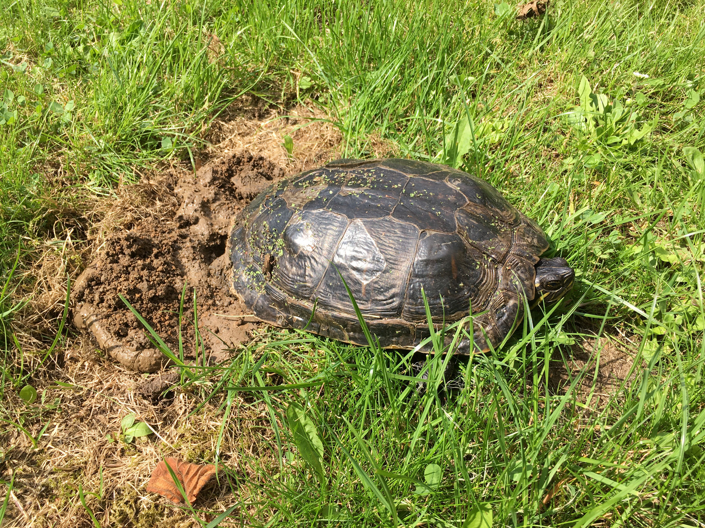 GelbwangenSchildkröte 7 Foto & Bild natur, wildlife, schildkröte