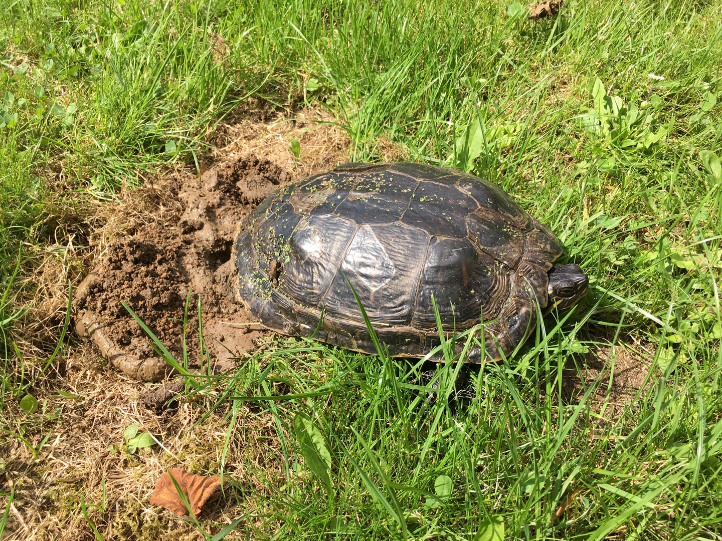 Gelbwangen-Schildkröte 7