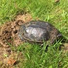 Gelbwangen-Schildkröte 7