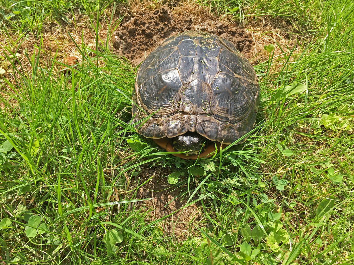 Gelbwangen-Schildkröte 8