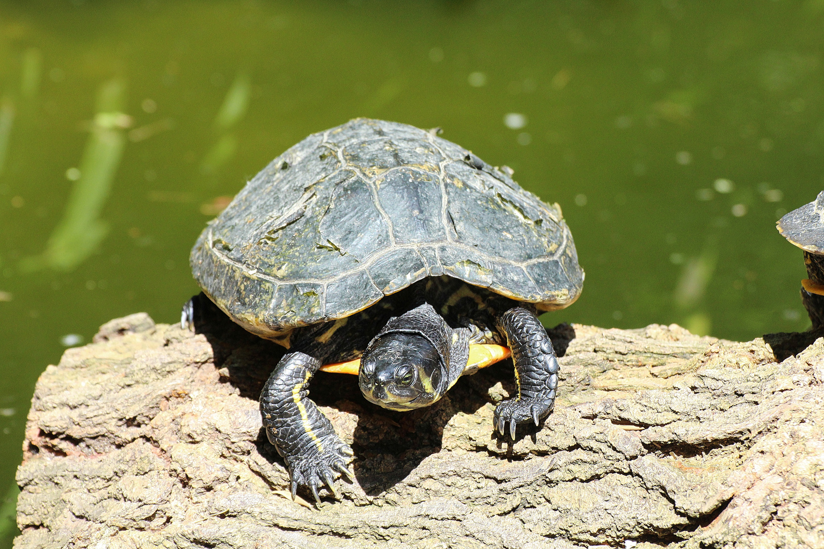 Gelbwangen Schmuckschildkröte