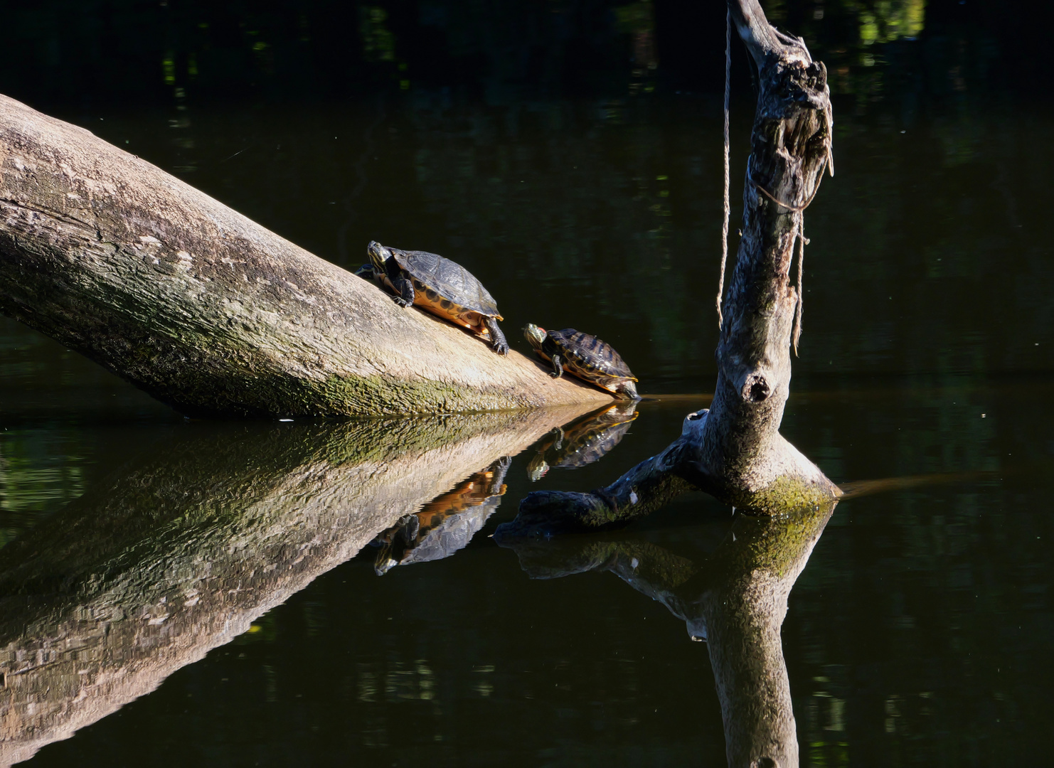 Gelbwangen-Schmuckschildkröte