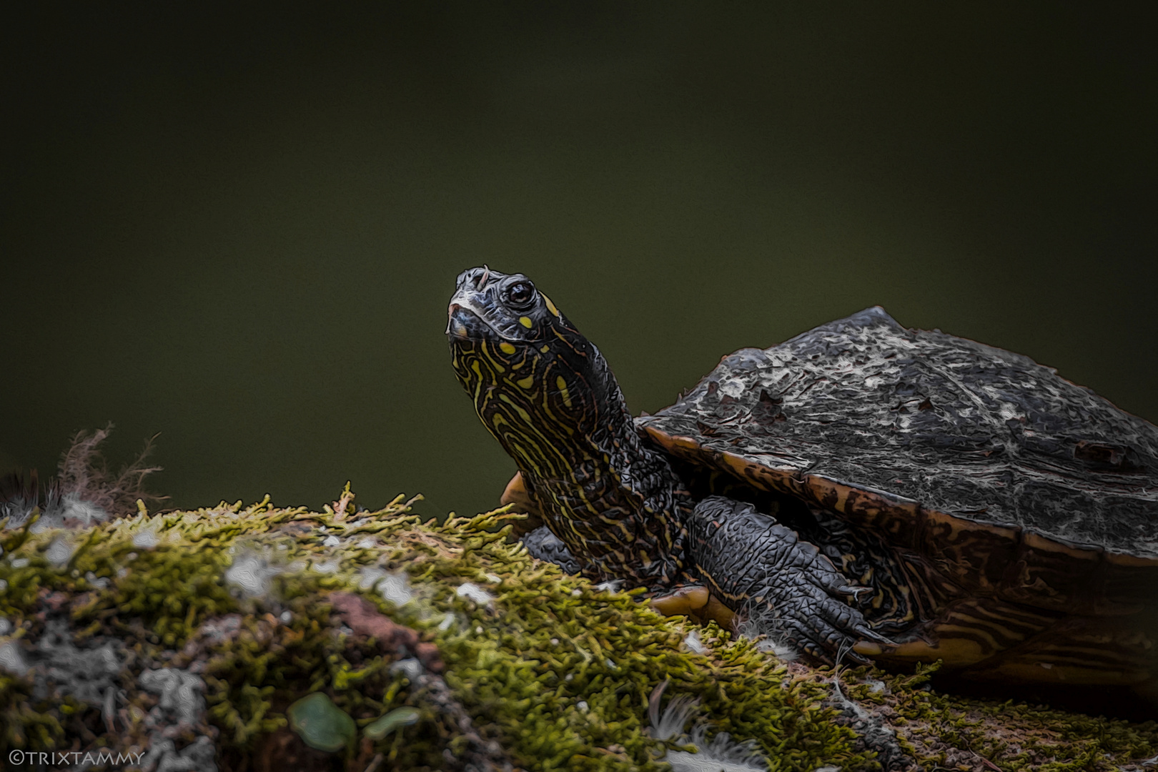 Gelbwangen Schmuckschildkröte...