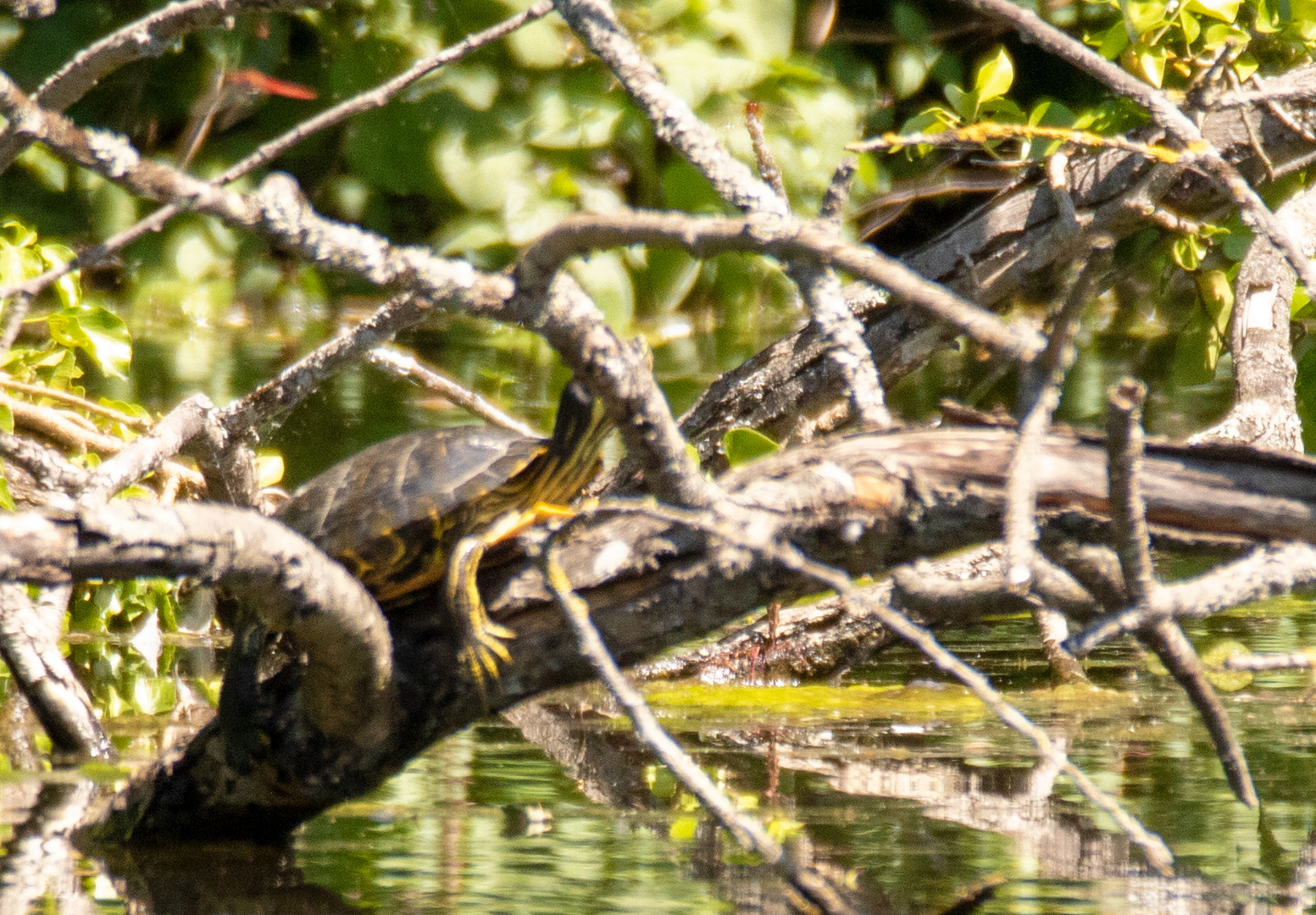 Gelbwangen-Schmuckschildkröte