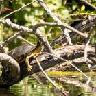 Gelbwangen-Schmuckschildkröte