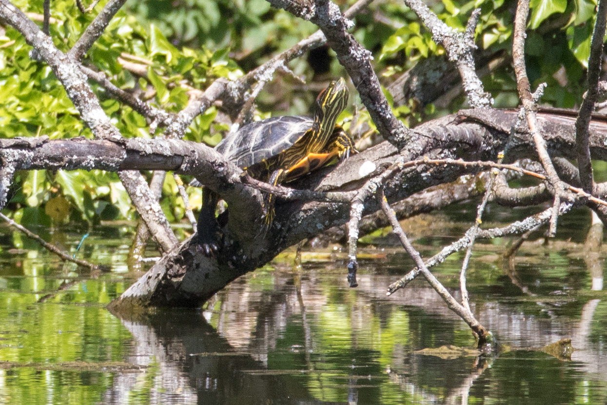 Gelbwangen-Schmuckschildkröte