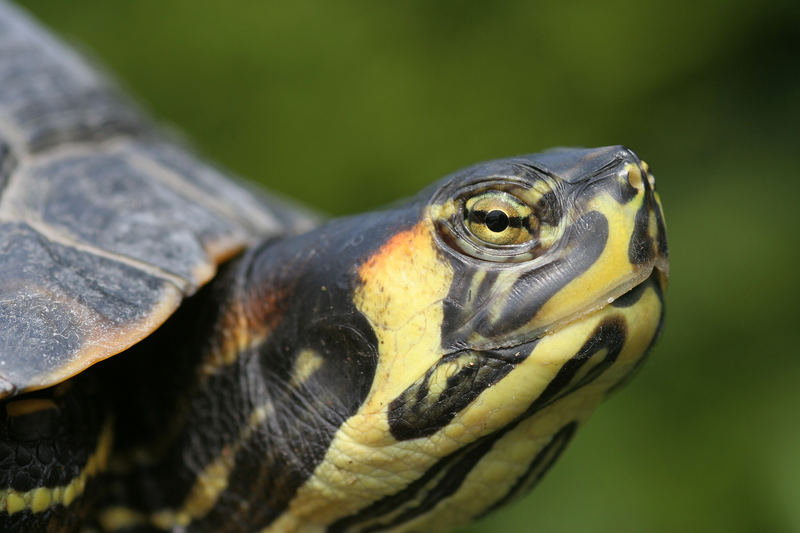 Gelbwangen- Schmuckschildkröte