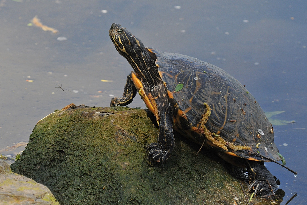 Gelbwangen – Schmuckschildkröte: Kommt auch im Main zurecht