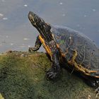 Gelbwangen – Schmuckschildkröte: Kommt auch im Main zurecht