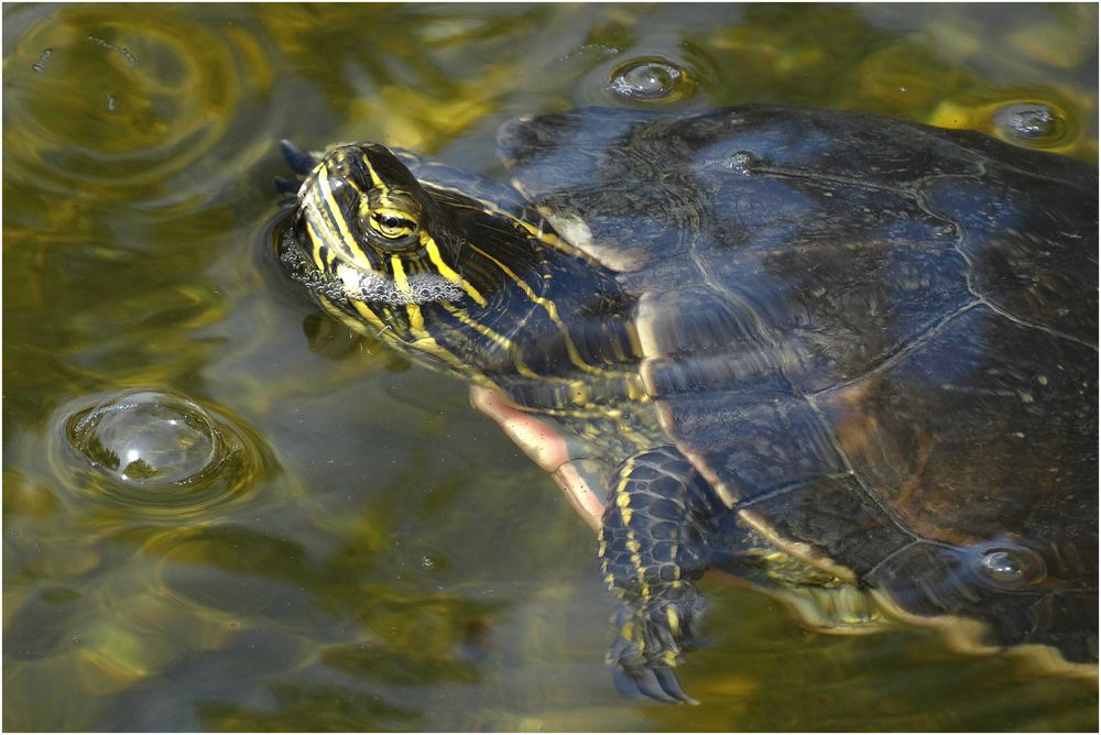 Gelbwangen Schmuckschildkröte (Neuwieder Zoo)