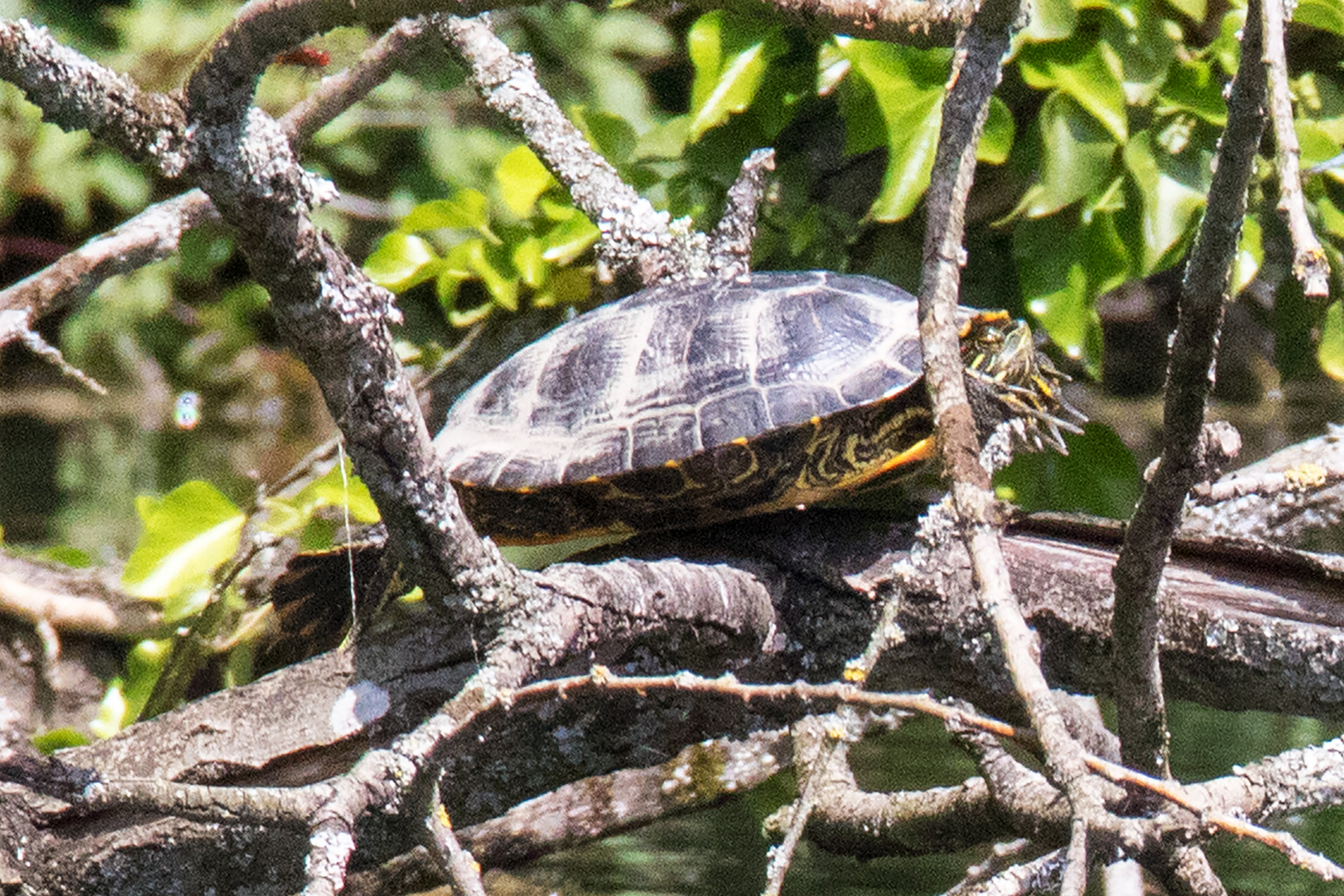 Gelbwangen-Schmuckschildkröte (Trachemys scripta scripta)