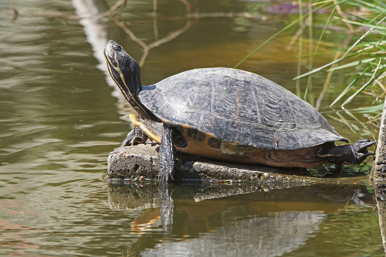 Gelbwangen-Schmuckschildkröte (Trachemys scripta scripta)