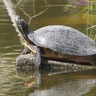 Gelbwangen-Schmuckschildkröte (Trachemys scripta scripta)