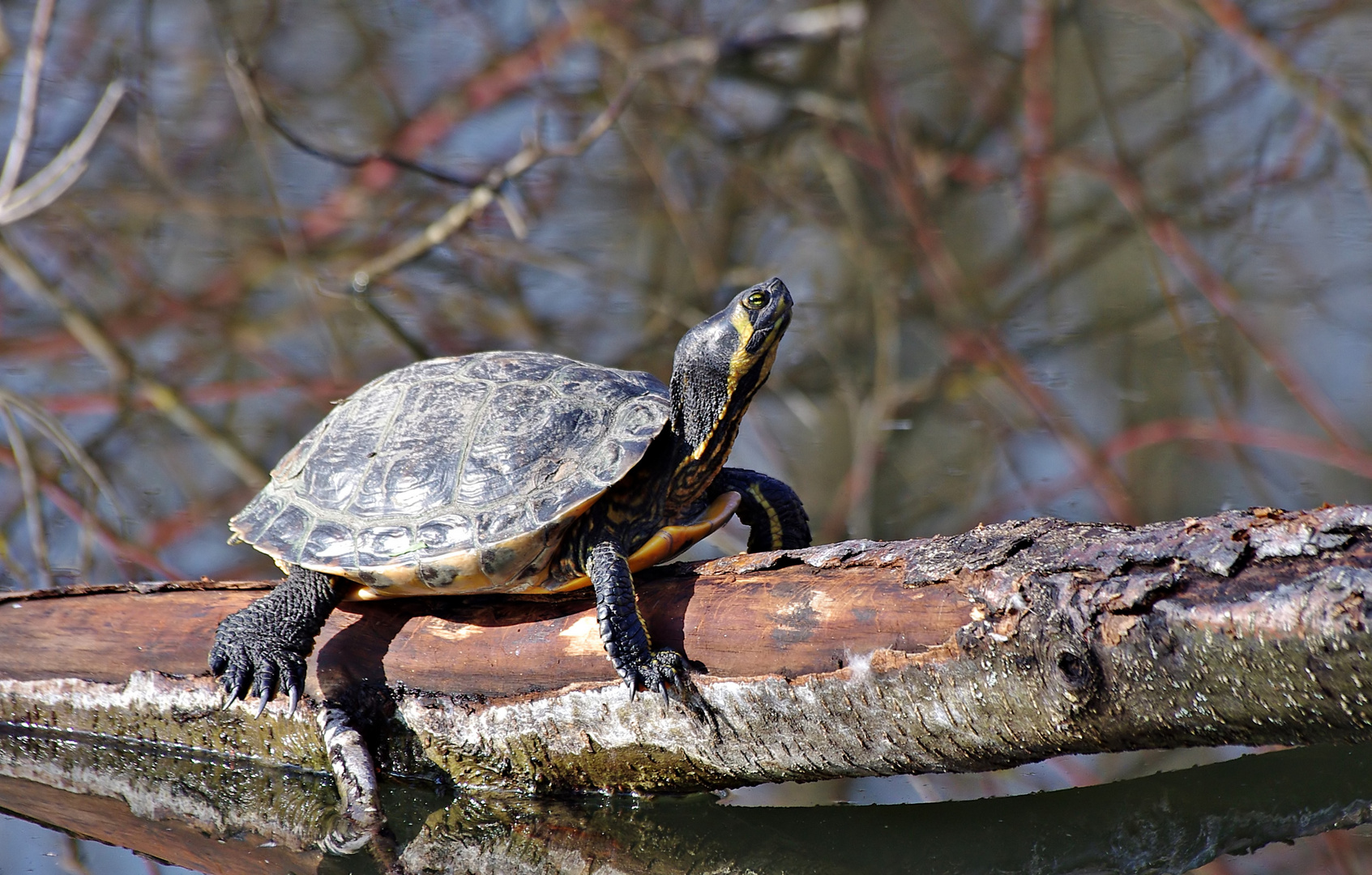 Gelbwangen-Schmuckschildkröte, vor Jahren ausgesetzt