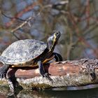 Gelbwangen-Schmuckschildkröte, vor Jahren ausgesetzt