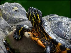 Gelbwangen-Schmuckschildkröte (ZOO NEUWIED)