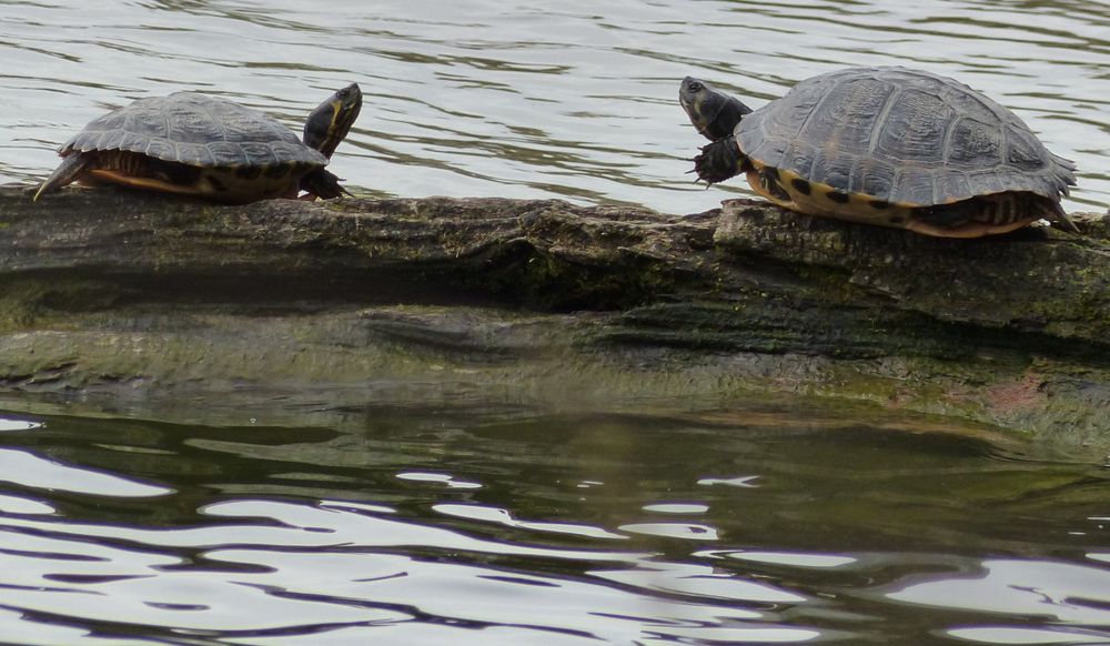 Gelbwangen-Schmuckschildkröten/Gelbbauch-Schmuckschildkröten