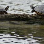 Gelbwangen-Schmuckschildkröten/Gelbbauch-Schmuckschildkröten