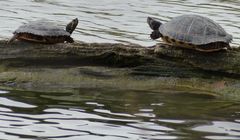 Gelbwangen-Schmuckschildkröten/Gelbbauch-Schmuckschildkröten