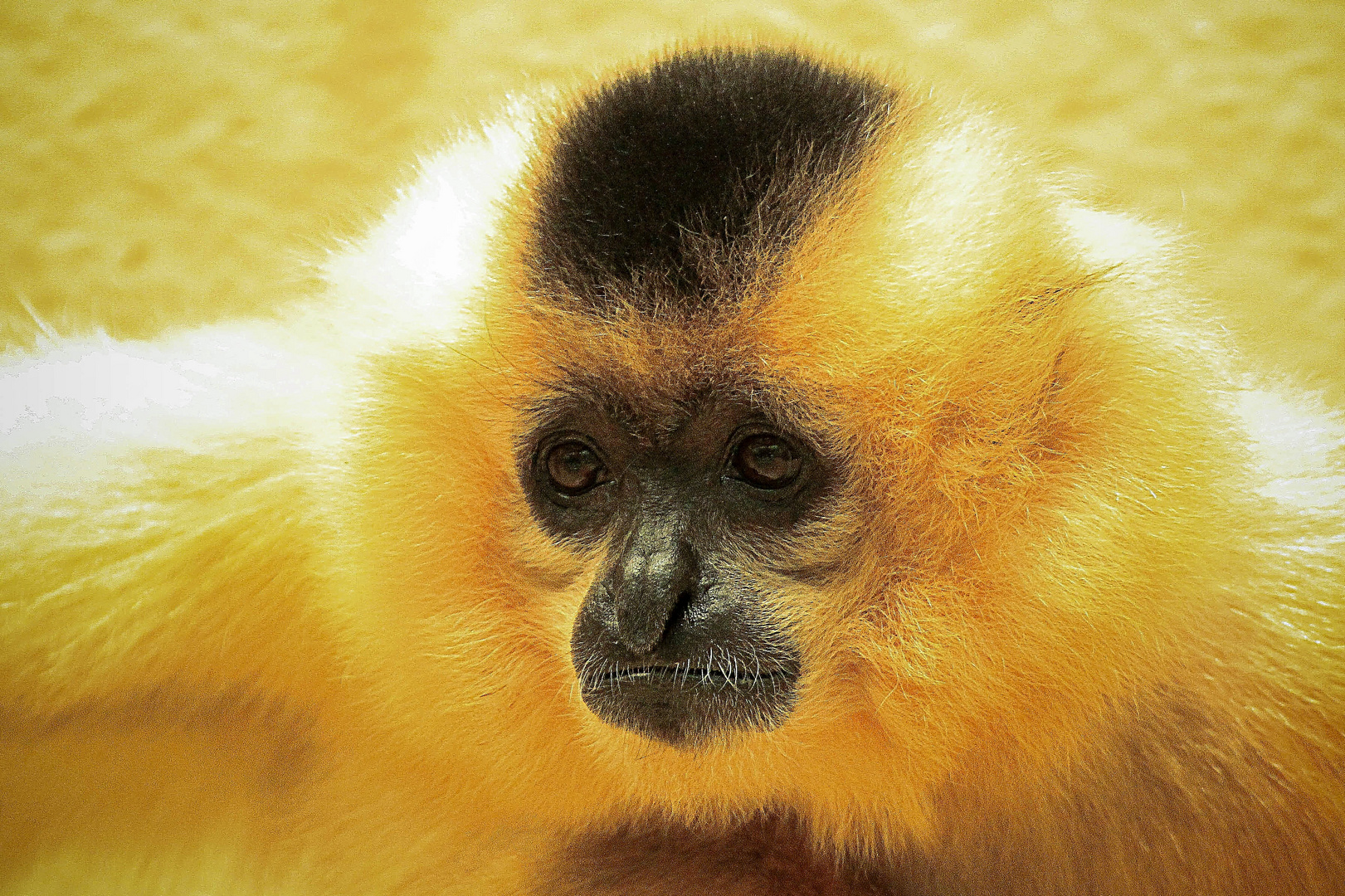 Gelbwangen-Schopfgibbon (Nomascus gabriellae)