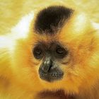 Gelbwangen-Schopfgibbon (Nomascus gabriellae)