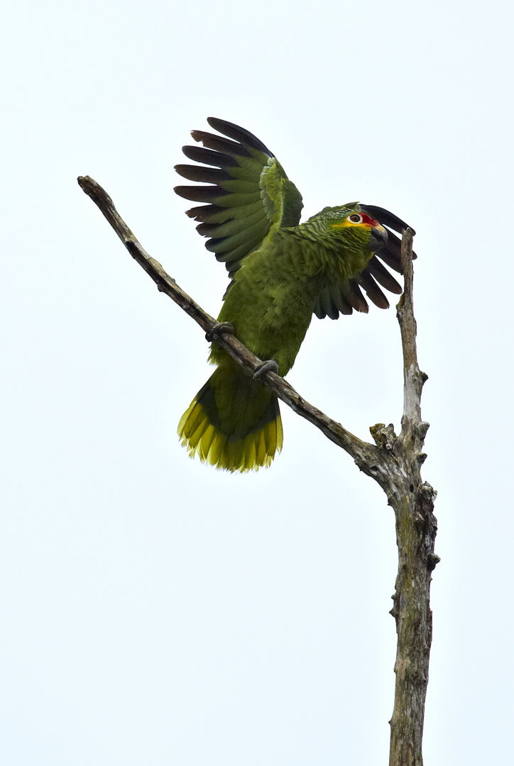 Gelbwangenamazone in Tikal