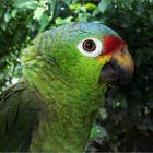 gelbwangenamazone / red-lored parrot / amazona autumnalis (34 cm)