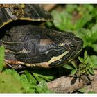 "Gelbwangenschildkröte"