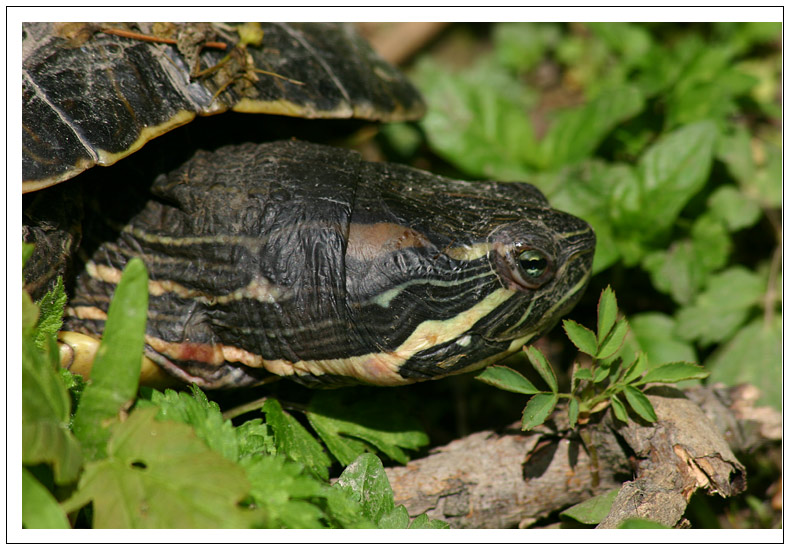 "Gelbwangenschildkröte"