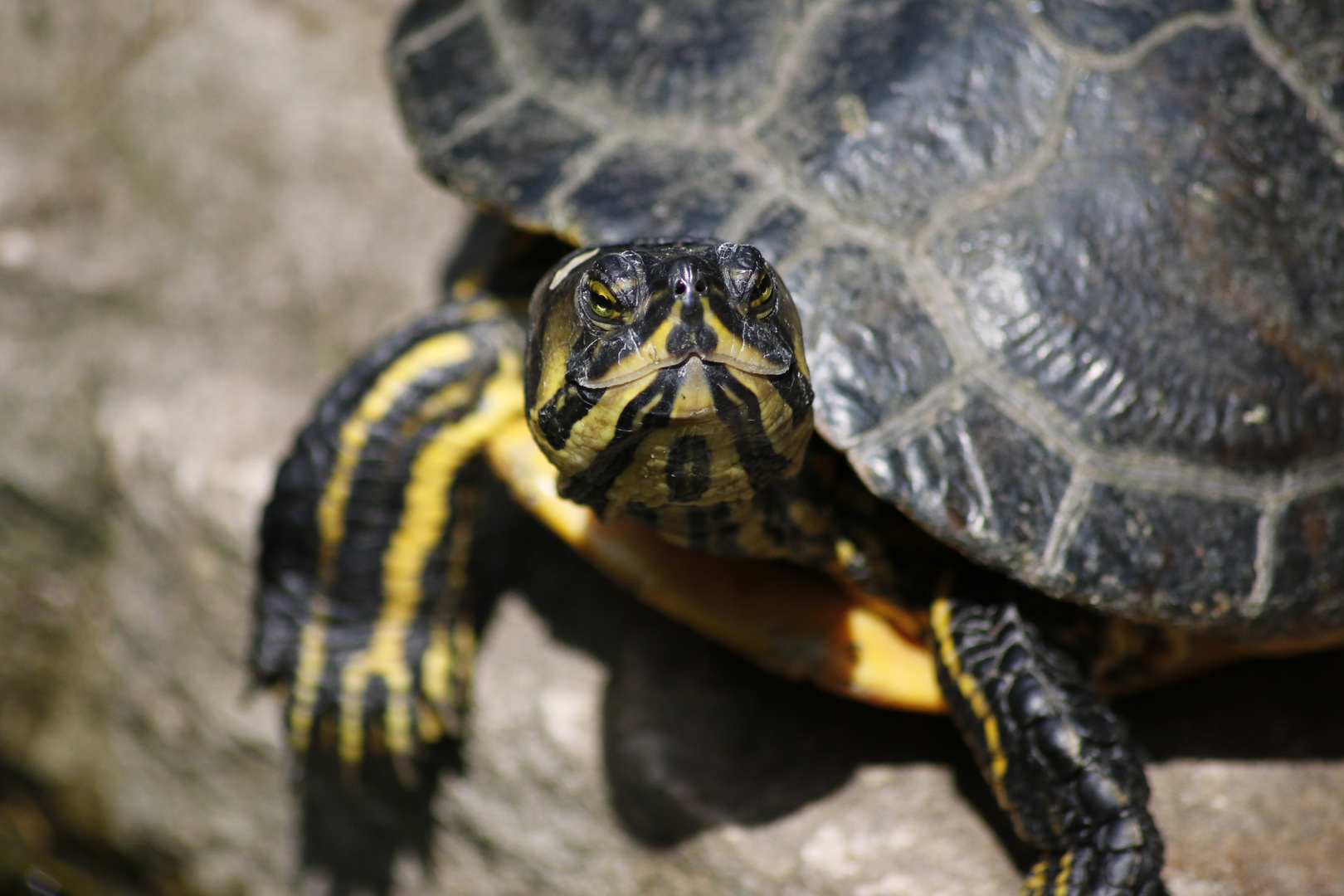 Schildkröte beim Waldspaziergang gefunden