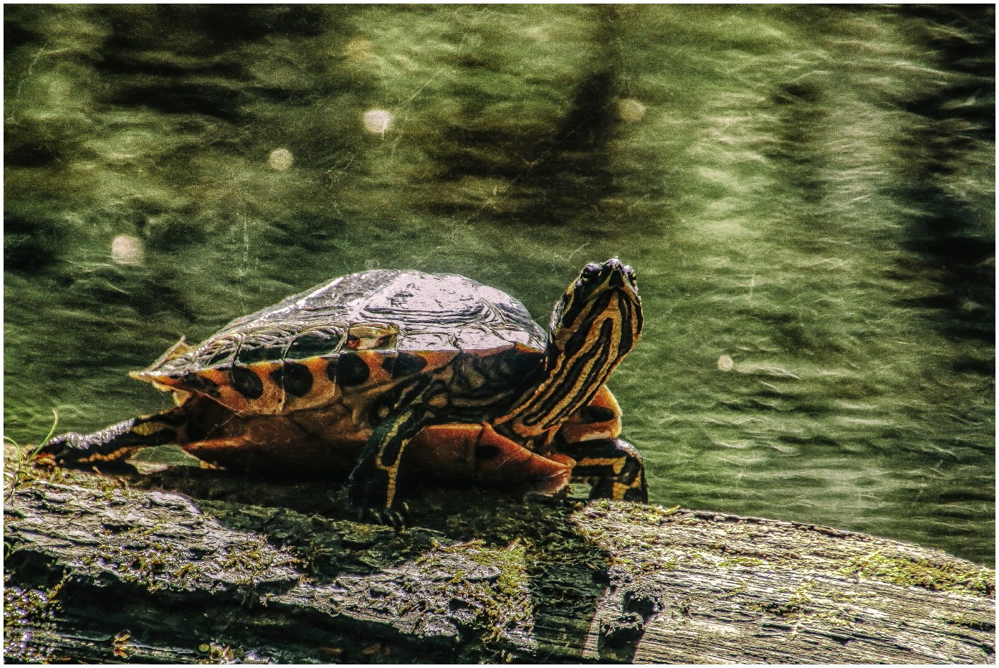 Gelbwangenschildkröte