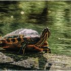 Gelbwangenschildkröte