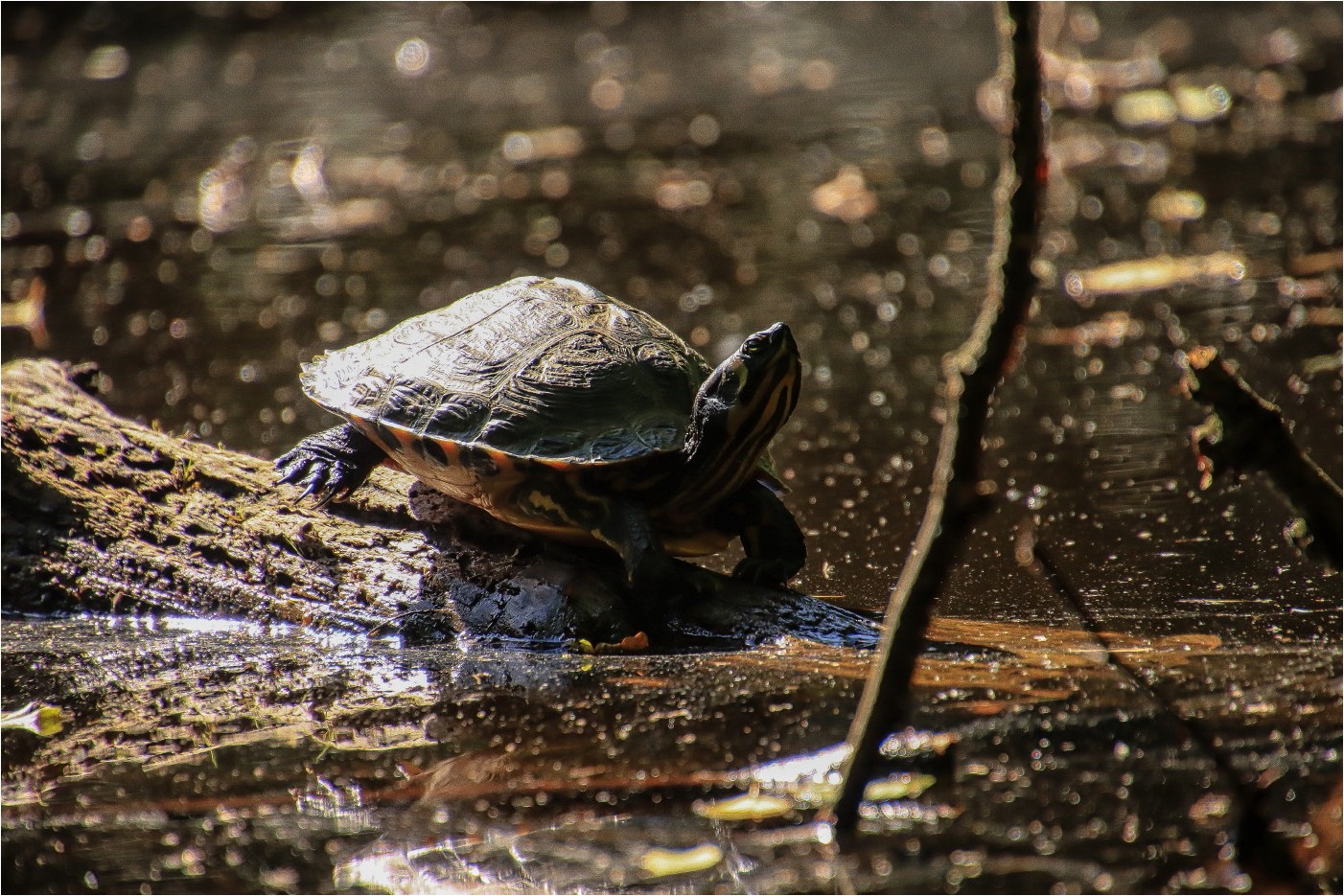 Gelbwangenschildkröte