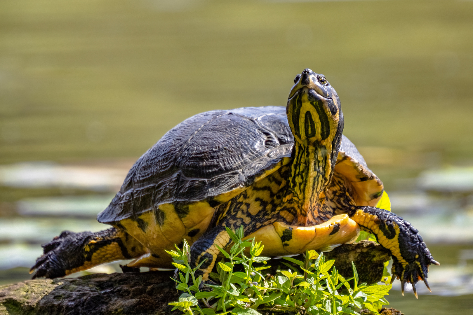 Gelbwangenschildkroete...