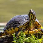 Gelbwangenschildkroete...