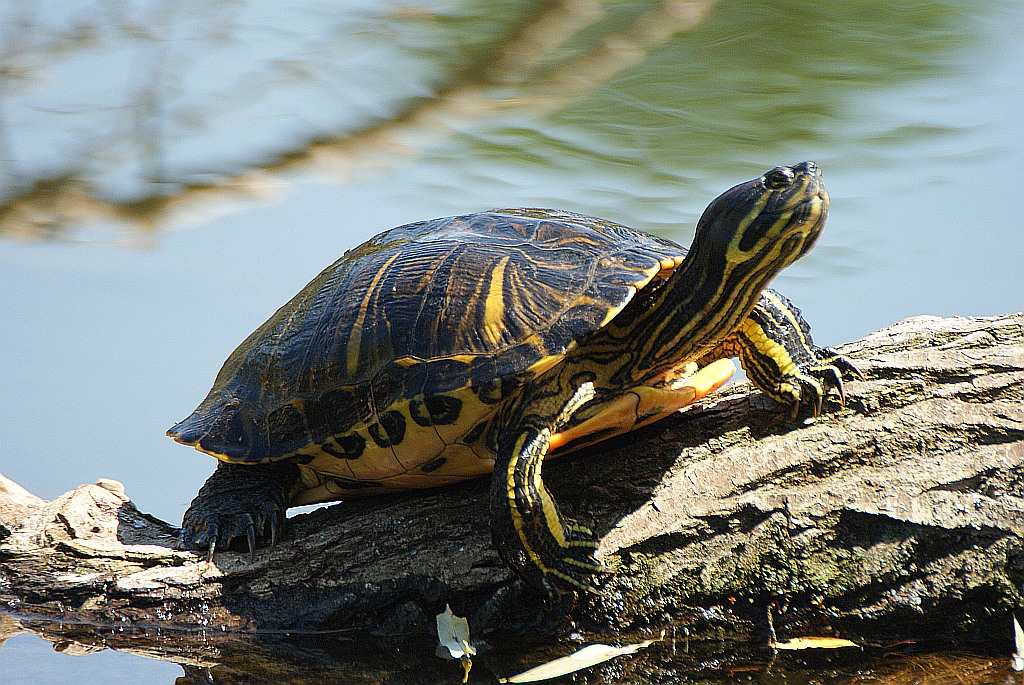 Gelbwangenschildkröte Foto & Bild tiere, wildlife, amphibien