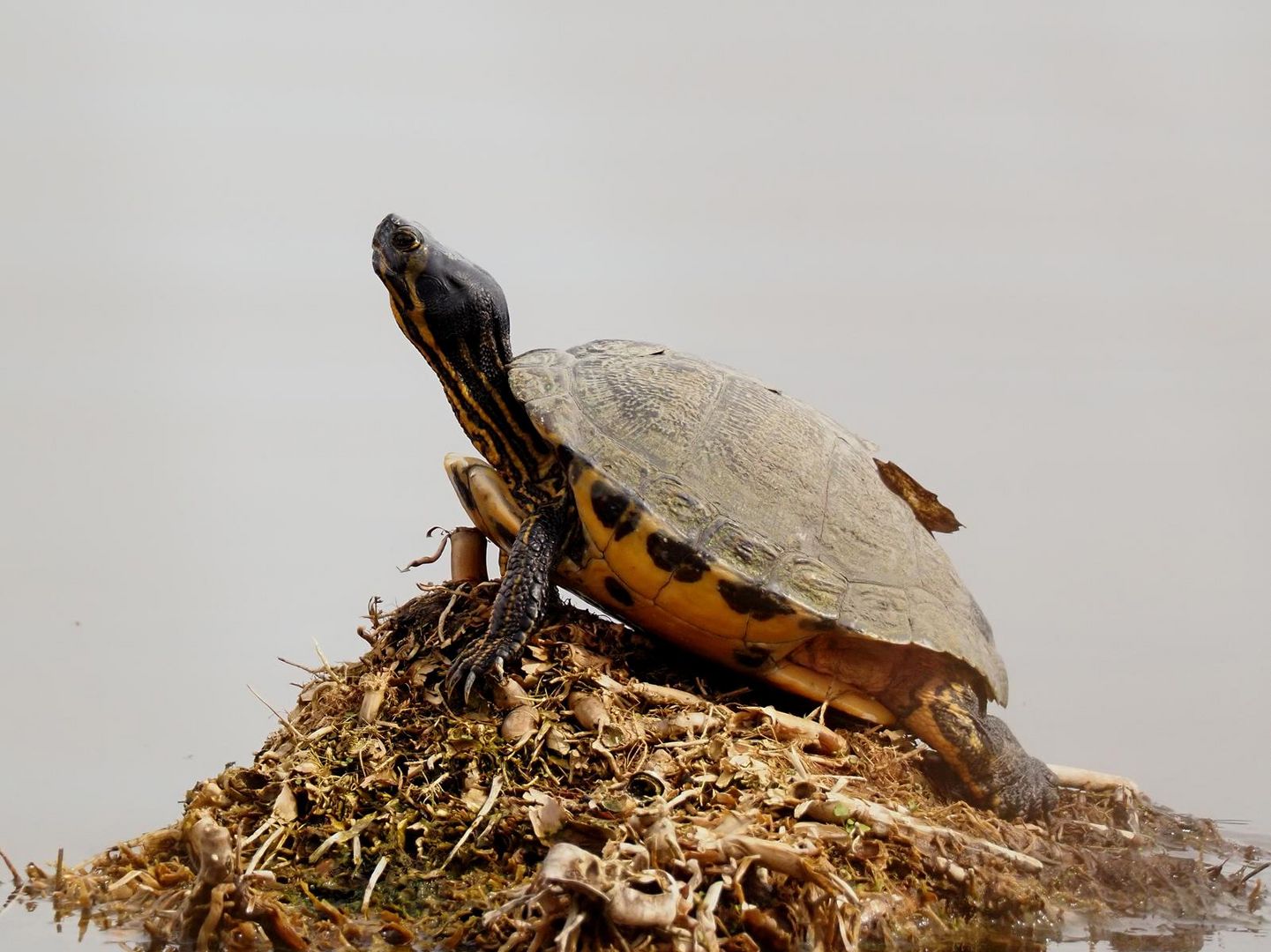 Gelbwangenschildkröte Foto & Bild tiere, wildlife, amphibien