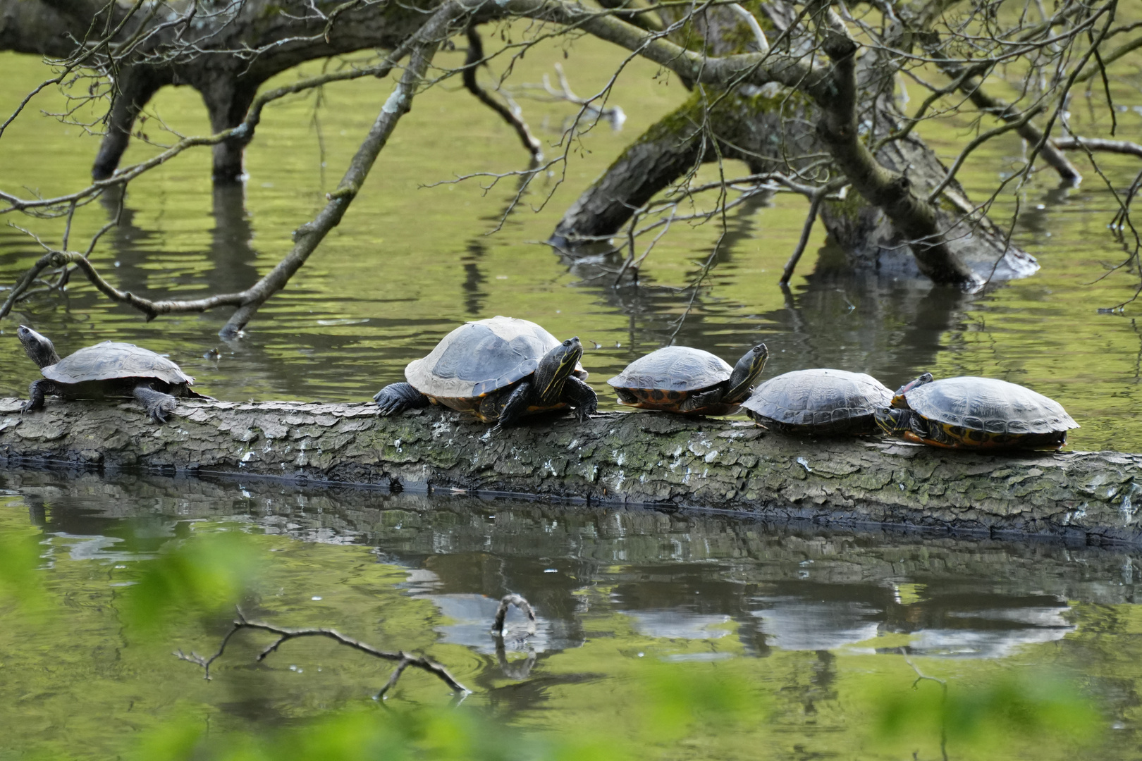 Gelbwangenschildkröte am Hammerteich Foto & Bild tiere, wildlife