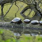 Gelbwangenschildkröte am Hammerteich