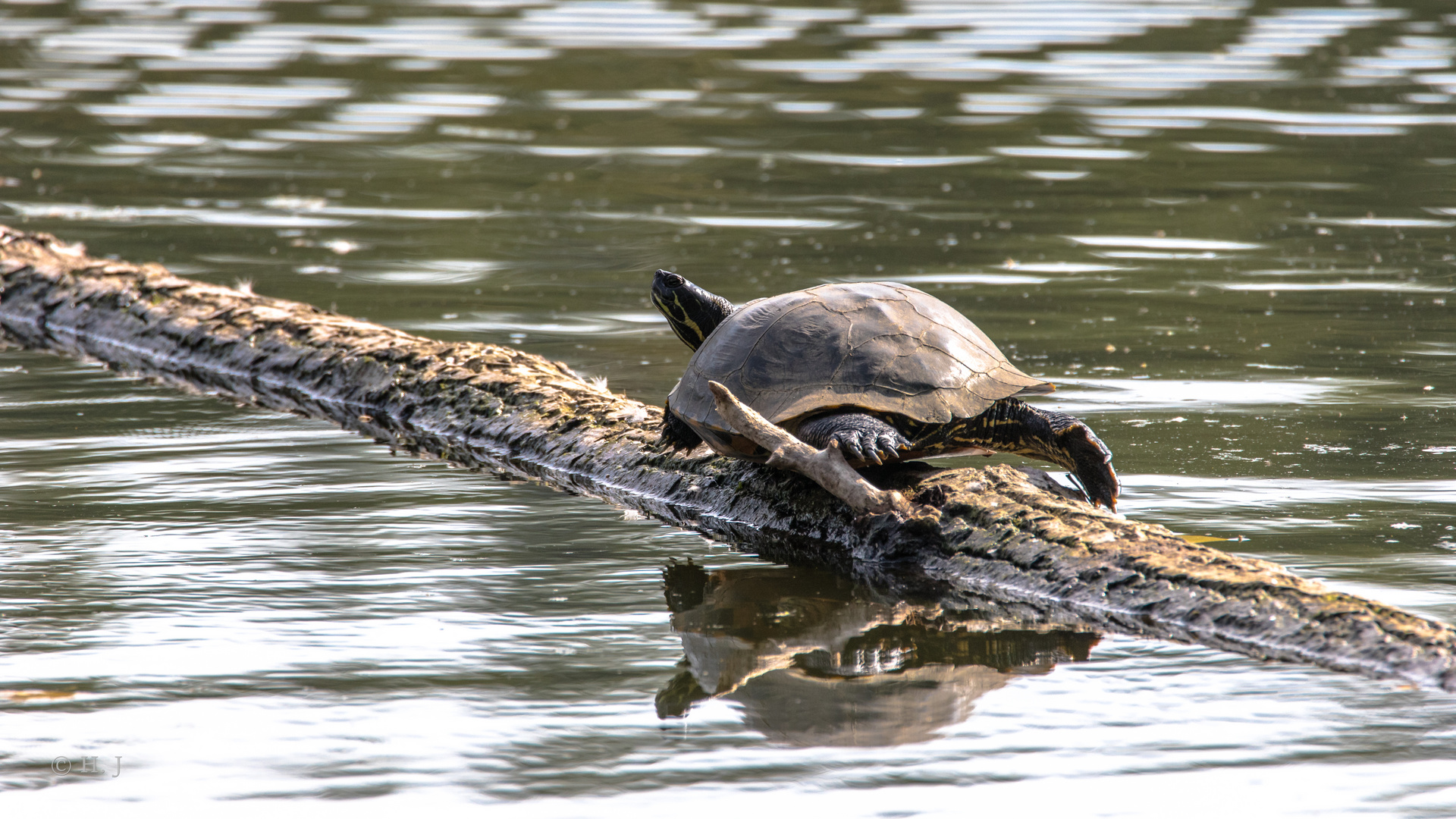 Gelbwangenschildkröte